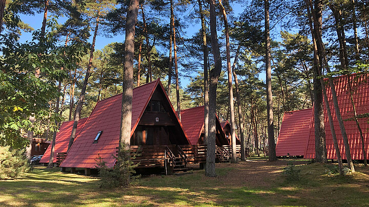 Rewaniane domki letniskowe o spadzistych dachach usytuowane w sosnowym lesie.