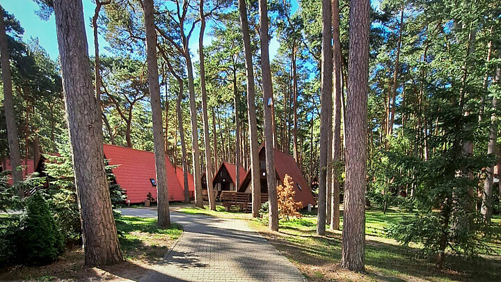 Zdjęcie domków turystycznych w sosonowym lesie